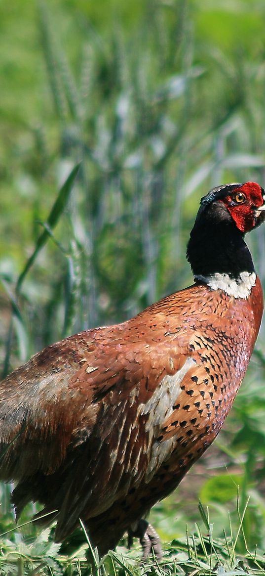 pheasant, bird, grass, walk