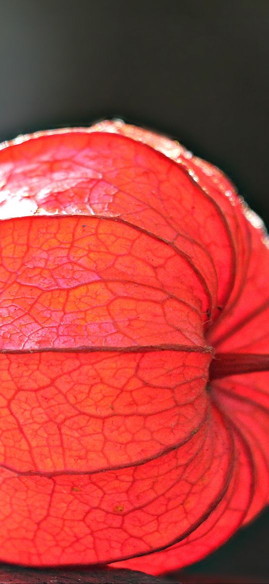 physalis, plant, close-up