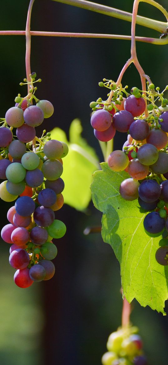 grapes, vines, berries