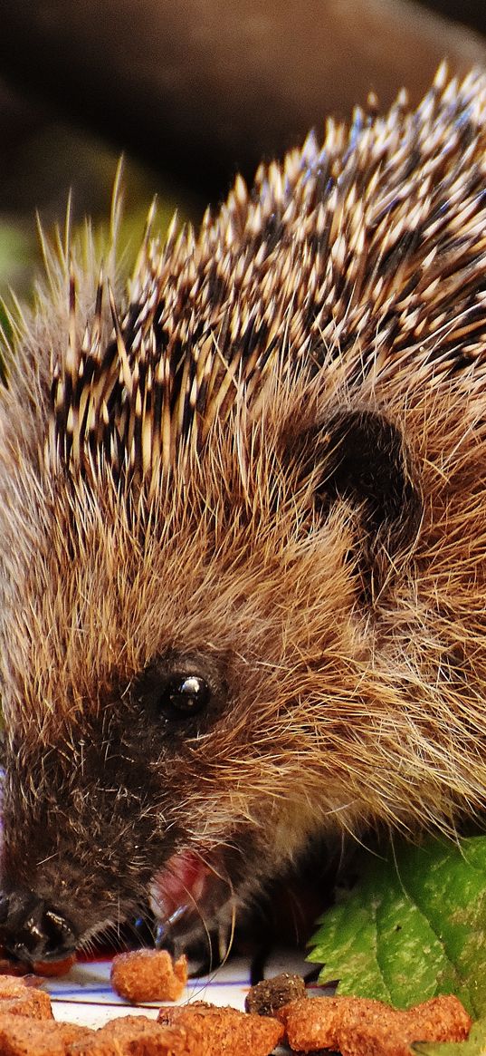 hedgehog, spines, food