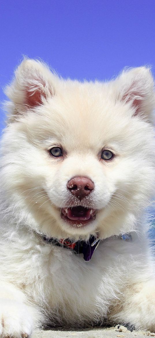 finnish lapphund, dog, puppy, lying, open mouth