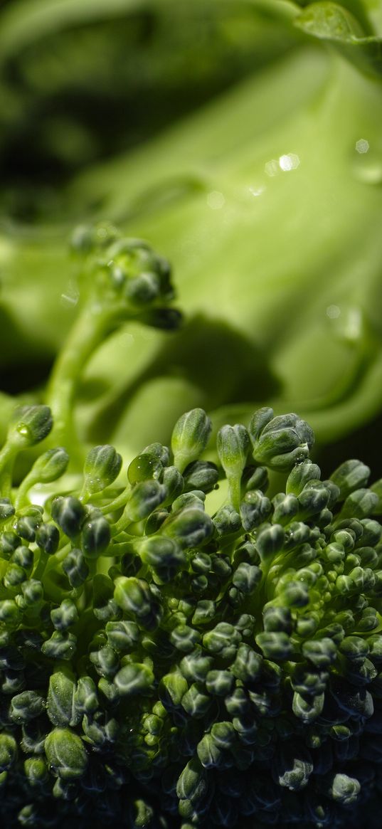 broccoli, cabbage, vegetable, close-up