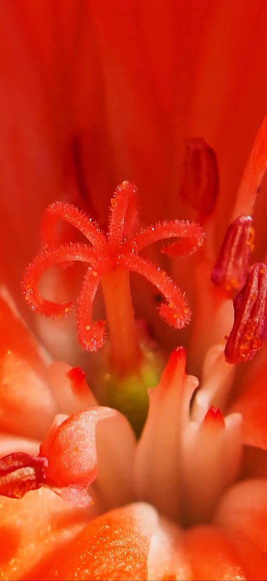 tulip, flower, pollen, stamen, petals