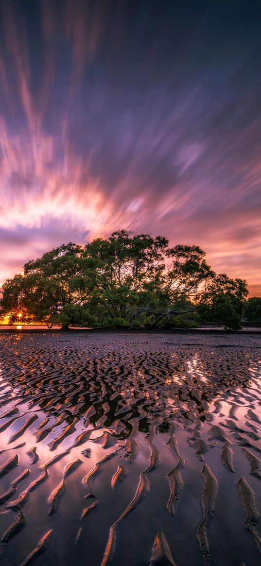 sunrise, ocean, sea, shore, tree