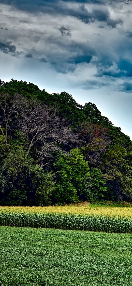 corn field, trees, grass, summer, wisconsin