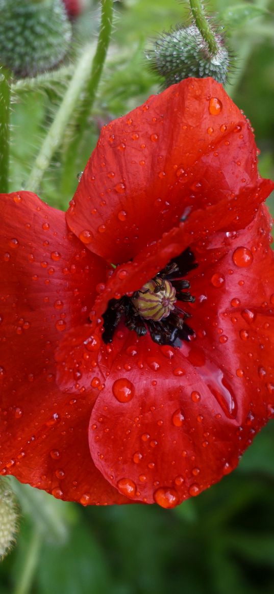 poppy, flower, bud, drops