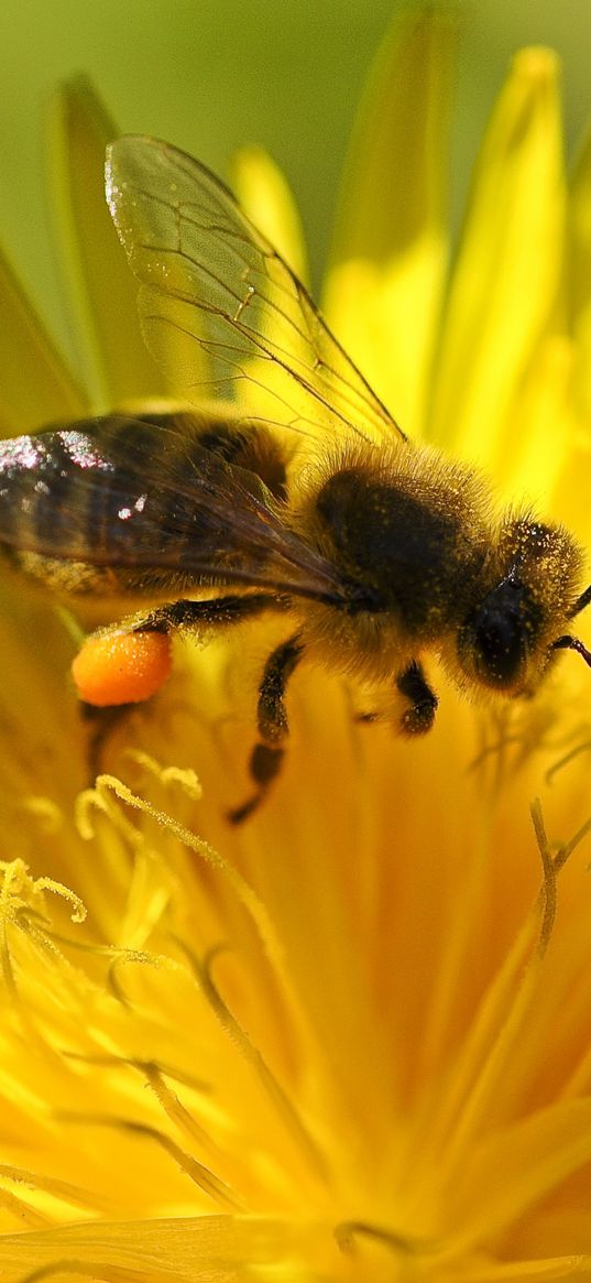 bee, flower, pollination, dandelion