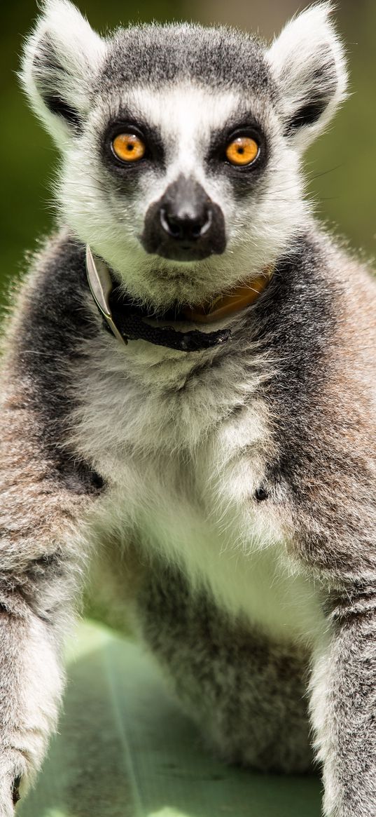 lemur, surprisingly, stand