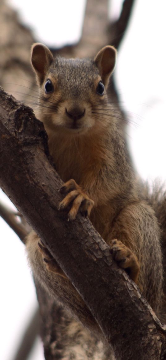 squirrel, tree, climbing, branch