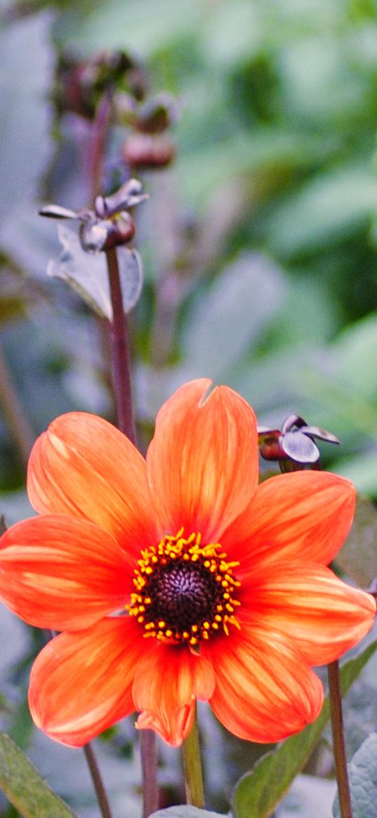 geroginy, flowers, flower bed, flower buds