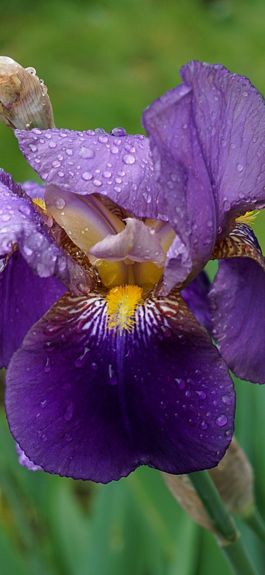 iris, flower, bud, drops