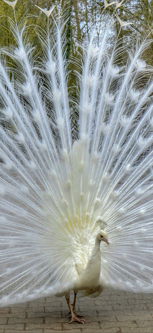 peacock, bird, tail, beautiful