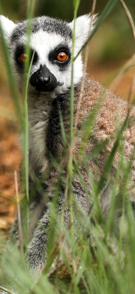 lemur, sitting, surprise, grass