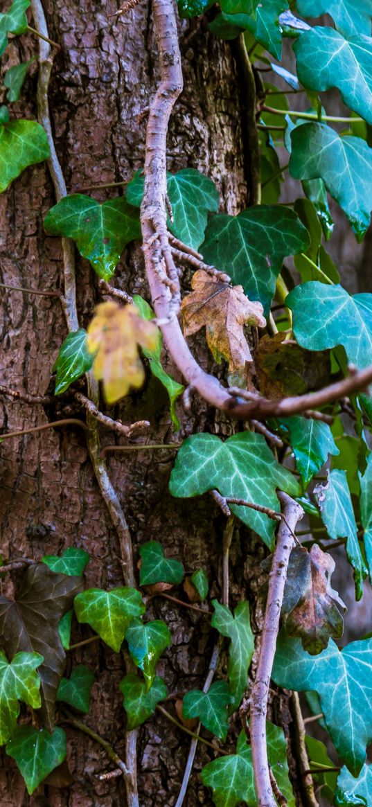 ivy, tree, foliage, trunk