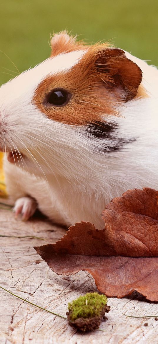 guinea pig, rodent, foliage, autumn