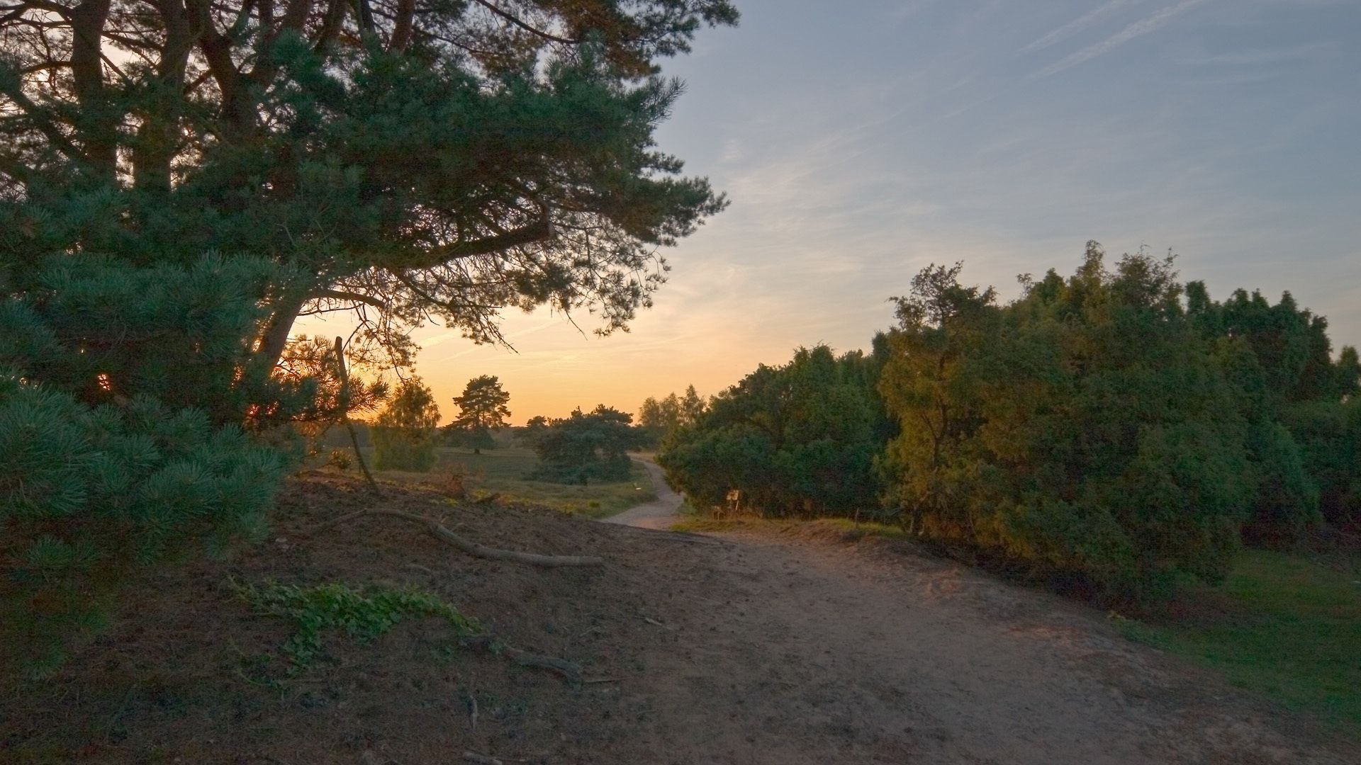 road, wood, trees, field