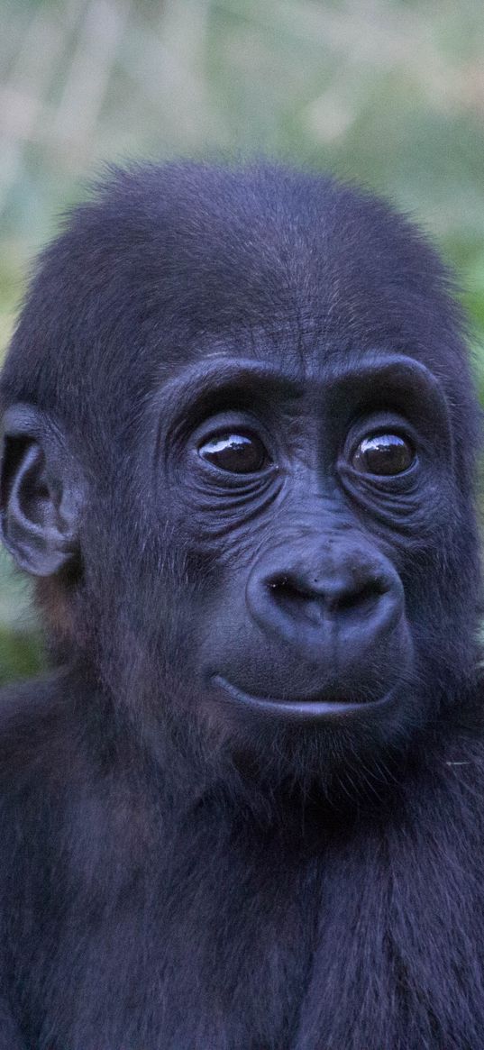 gorilla, monkey, baby, muzzle