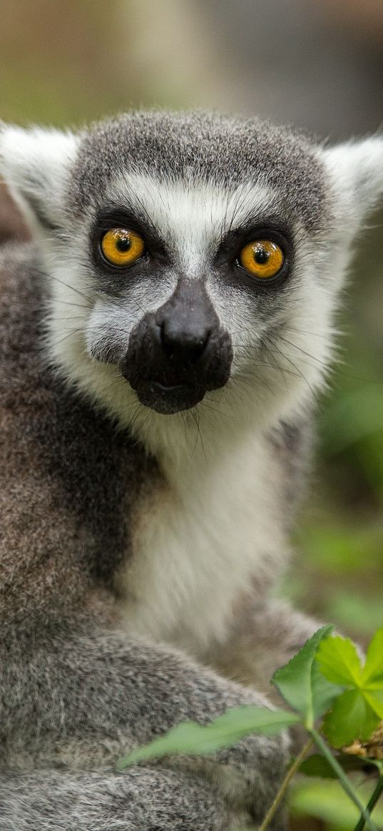 lemur, cub, grass, food