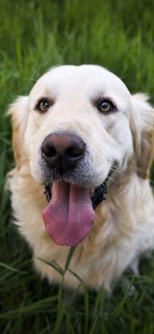 golden retriever, dog, muzzle