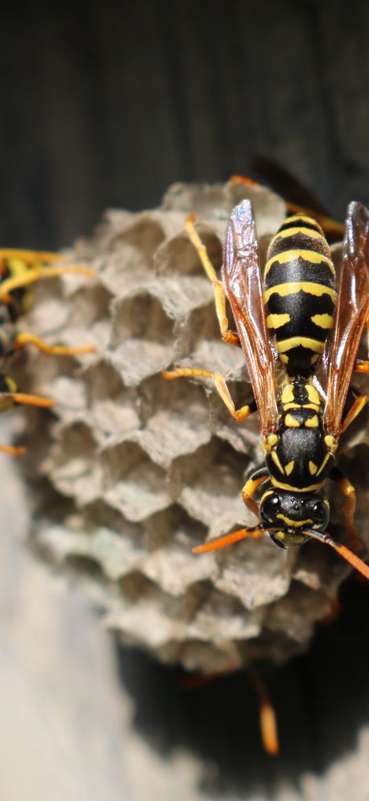 wasp, beehive, close-up