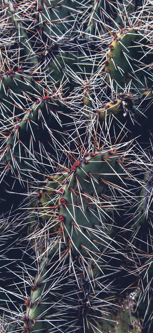 cactus, thorns, houseplant