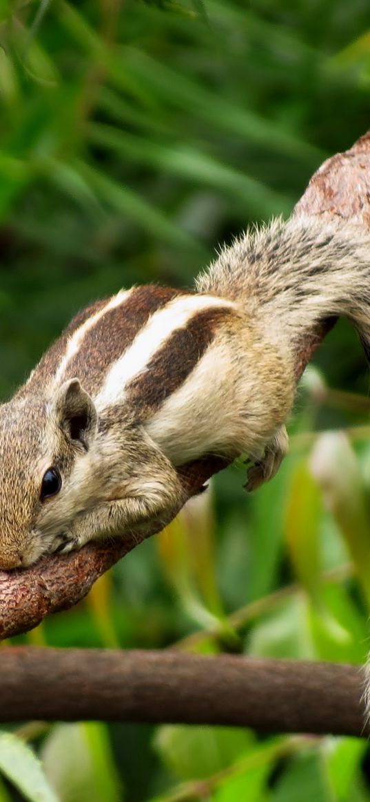 chipmunk, rodent, lies, branches