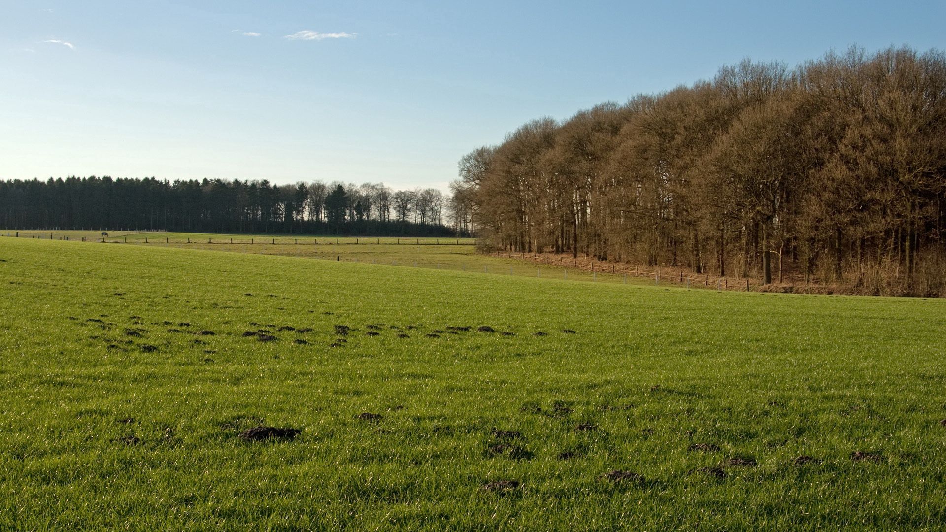 trees, field, greens, hummocks, grass