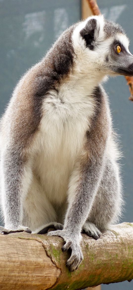 lemur, reserve, sitting