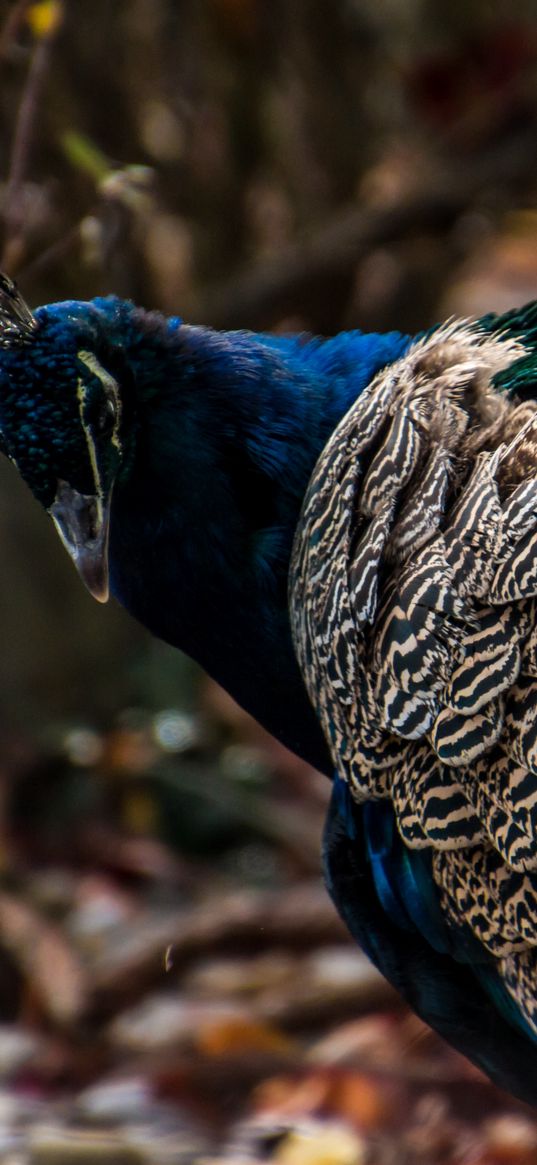 peacock, bird, feathers, color, bright