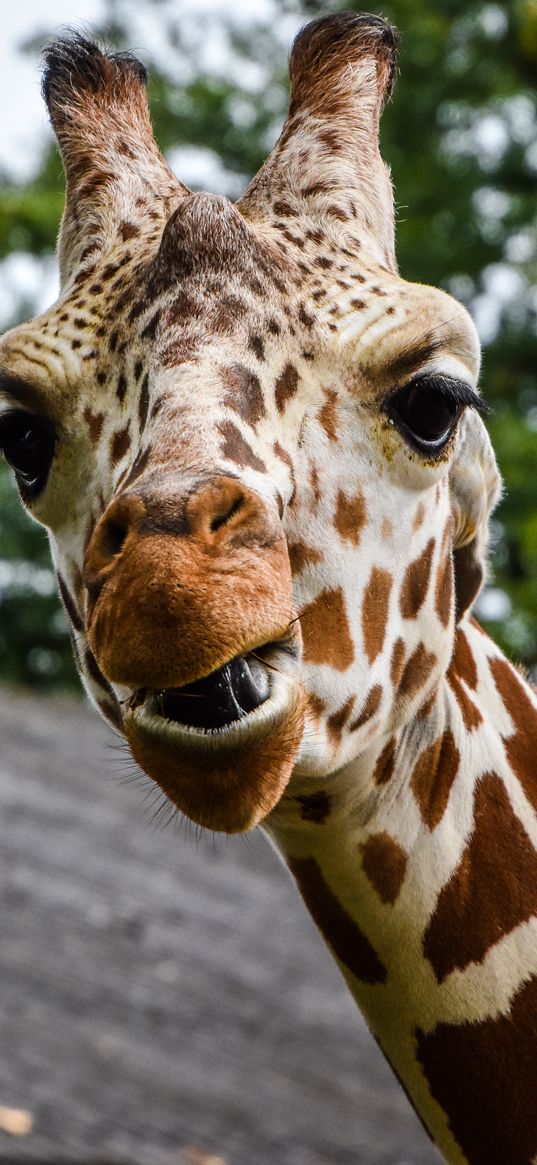 giraffe, muzzle, spotted