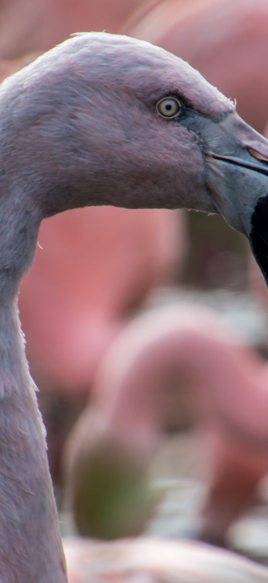 flamingo, bird, beak