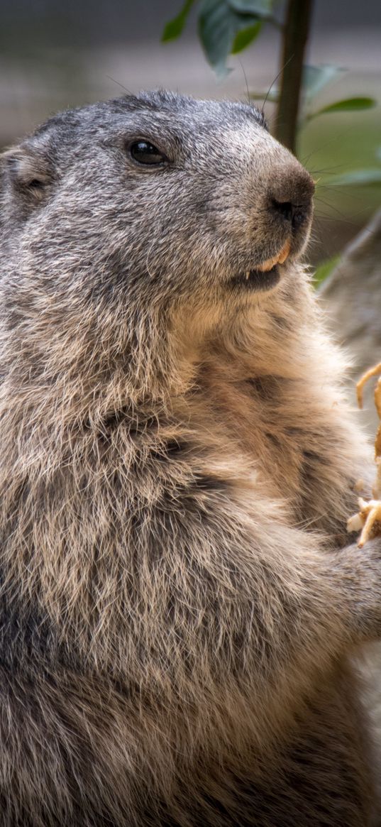 marmot, rodent, furry