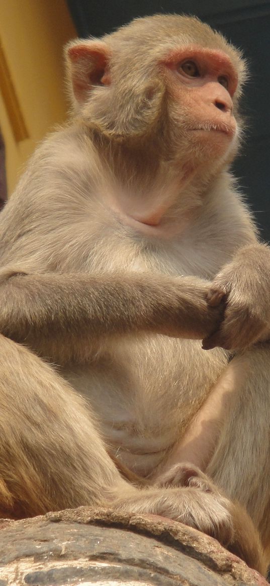 monkey, sitting, view from below