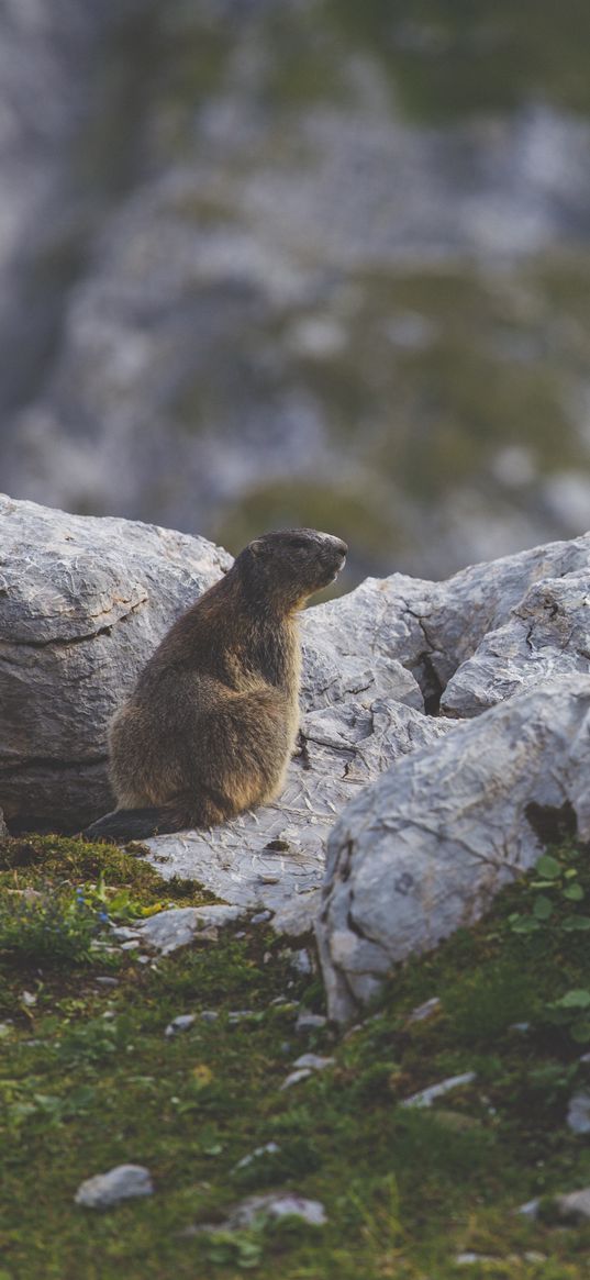 beaver, sitting, grass, rocks