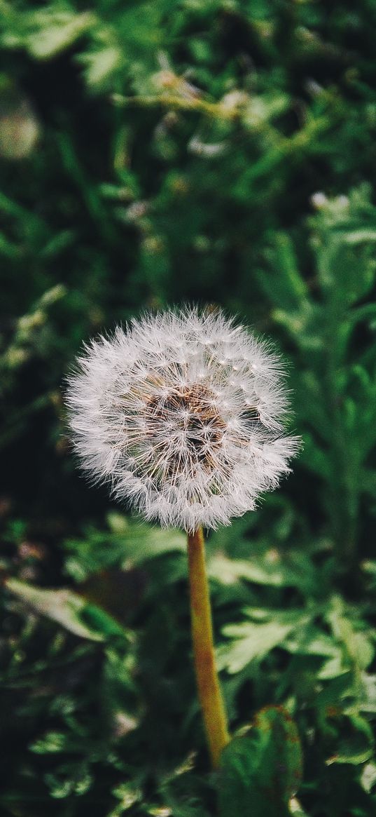 dandelion, flower, grass