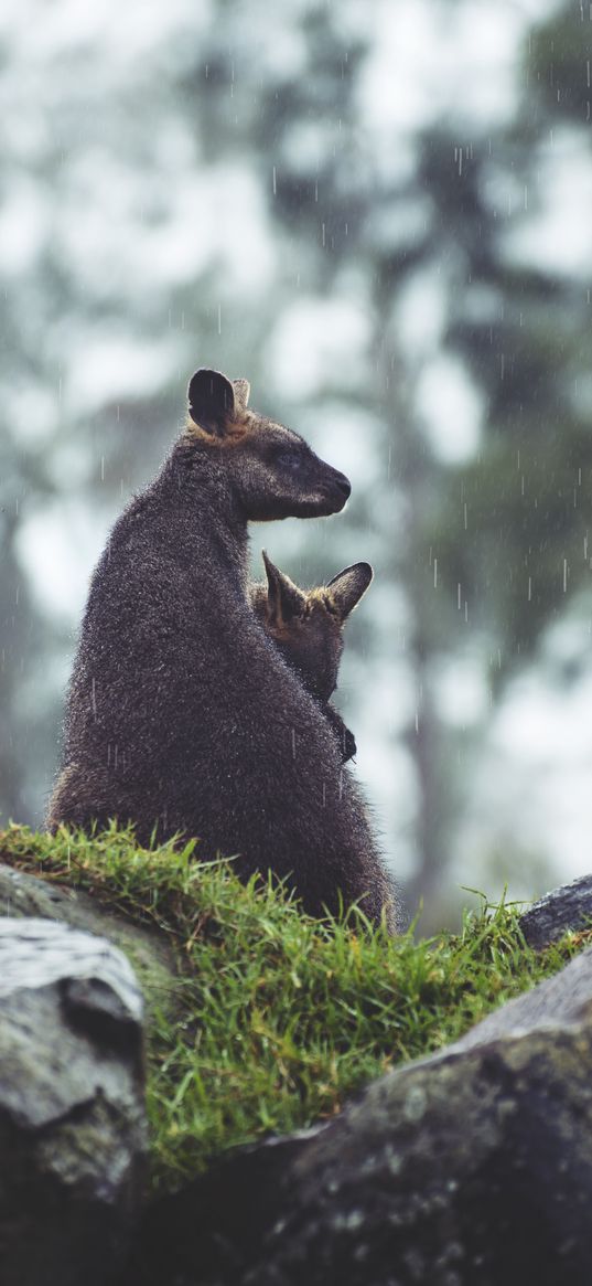 kangaroo, couple, cub, grass, stones, rain