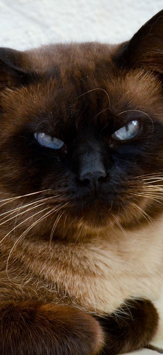 siamese cat, cat, muzzle, beautiful