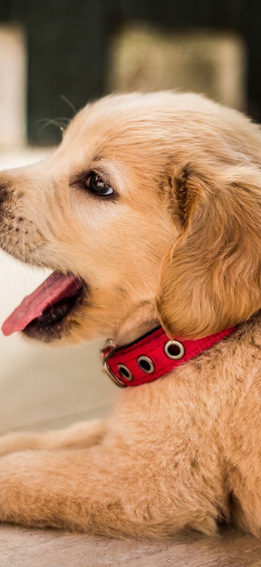 golden retriever, puppy, lying, collar