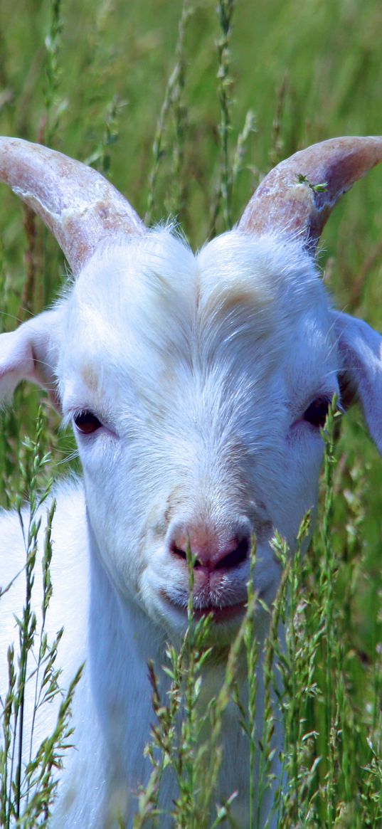 goat, cub, grass, walk