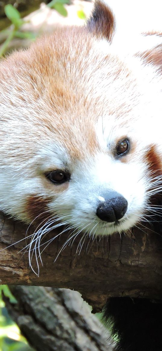 red panda, lesser panda, lies, muzzle