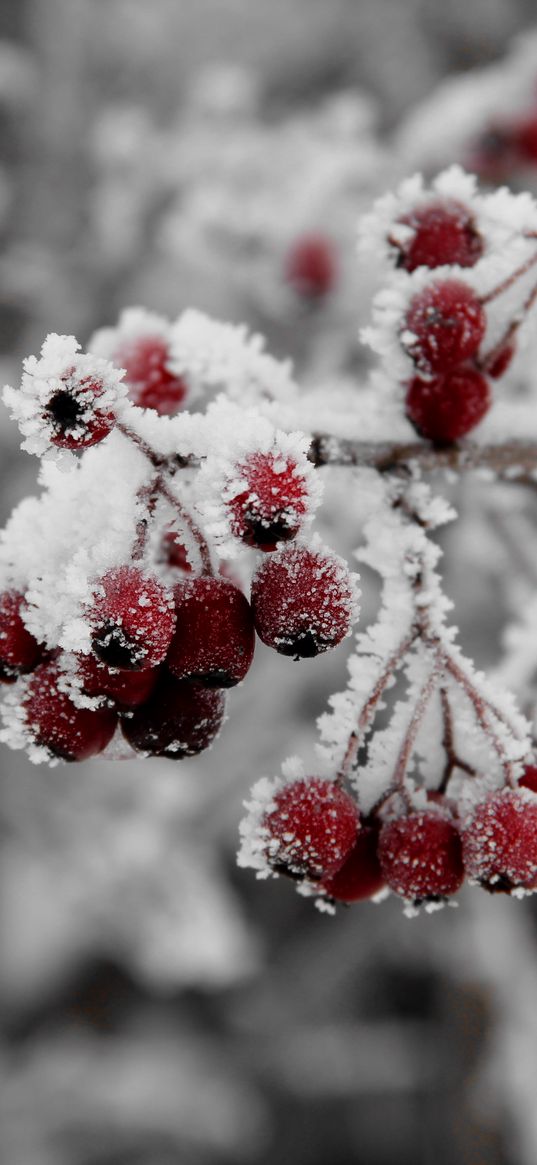 rowan, frost, hoarfrost