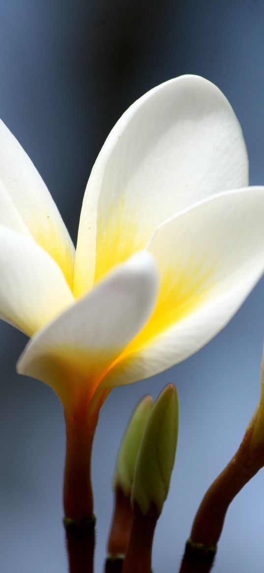 plumeria, flower, bud, close-up