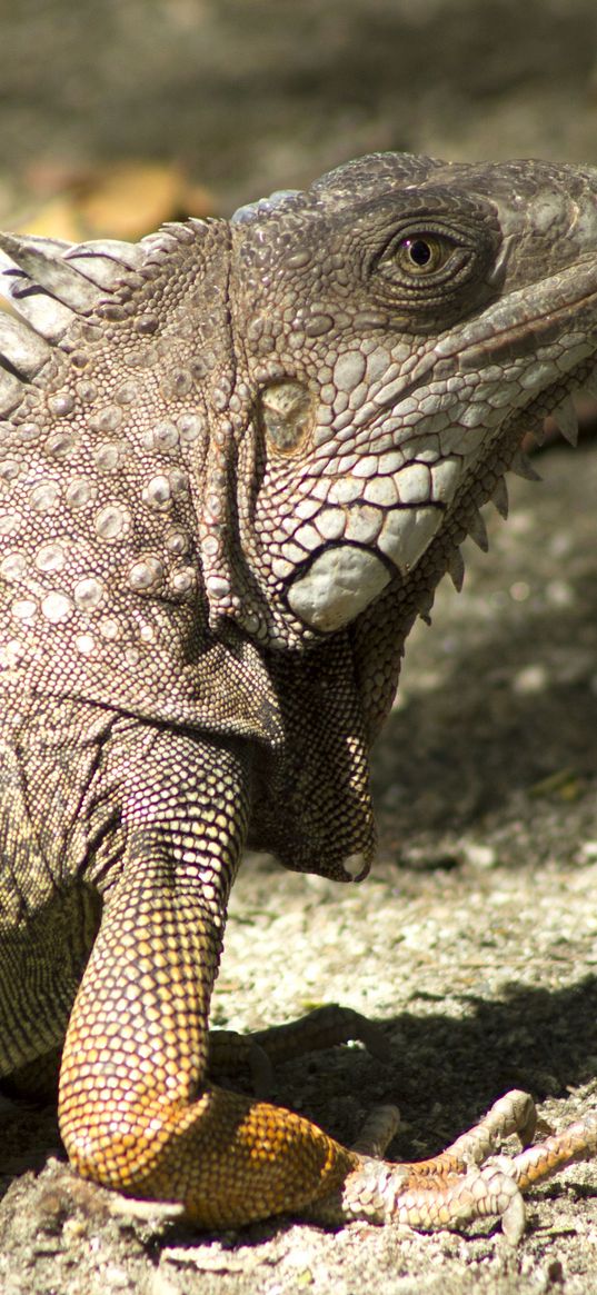 iguana, reptile, shadow