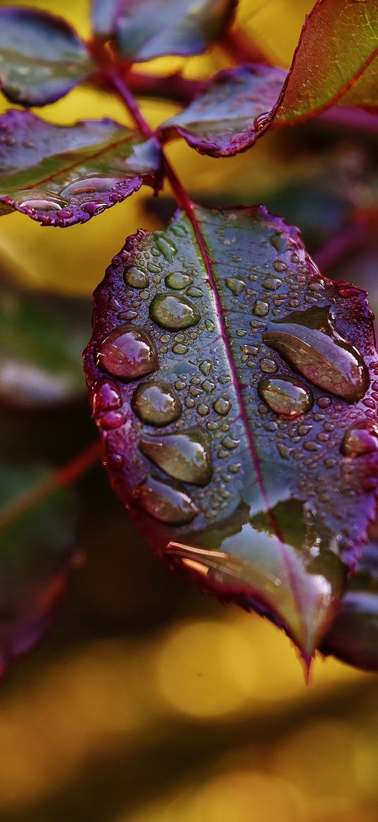 leaves, plant, drops, dew, blur