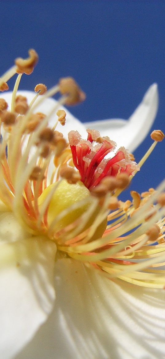 rose, flower, stamen, pollen