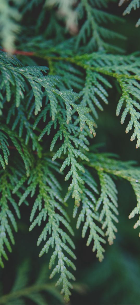 thuja, branch, pine needles, cypress