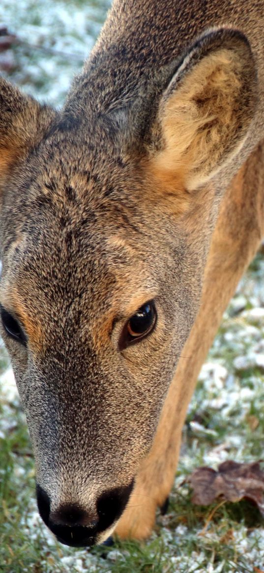 roe deer, face, grass, frost