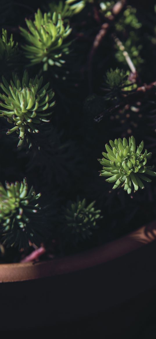 houseplant, pot, black