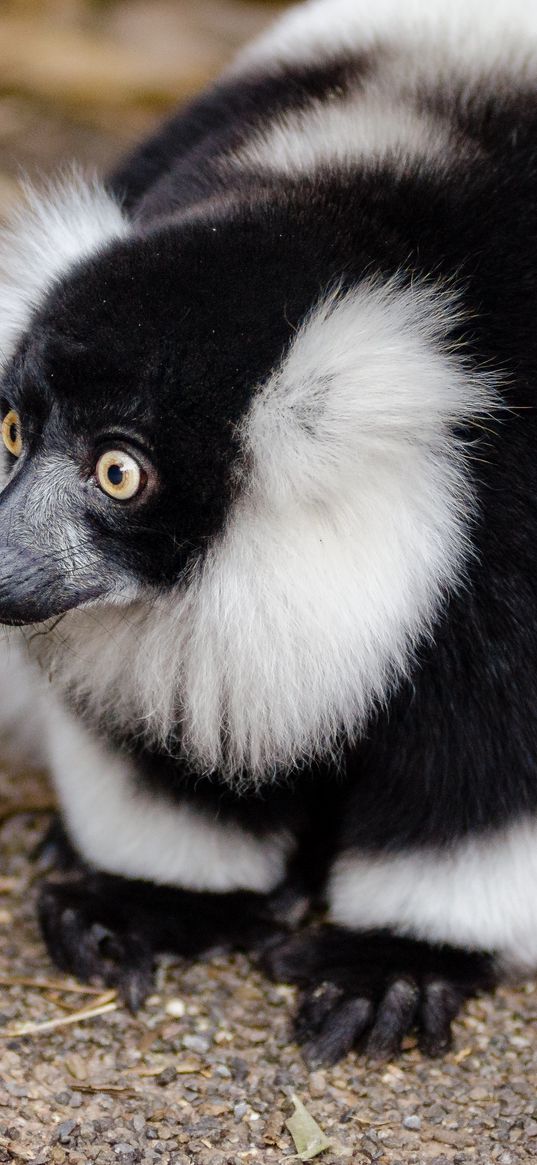 ruffed lemur, lemur, wonderment