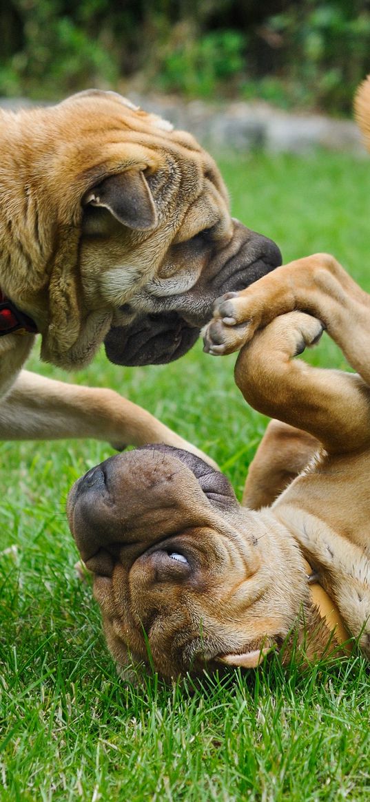 shar pei, dog, playful, puppies